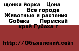 щенки йорка › Цена ­ 15 000 - Все города Животные и растения » Собаки   . Пермский край,Губаха г.